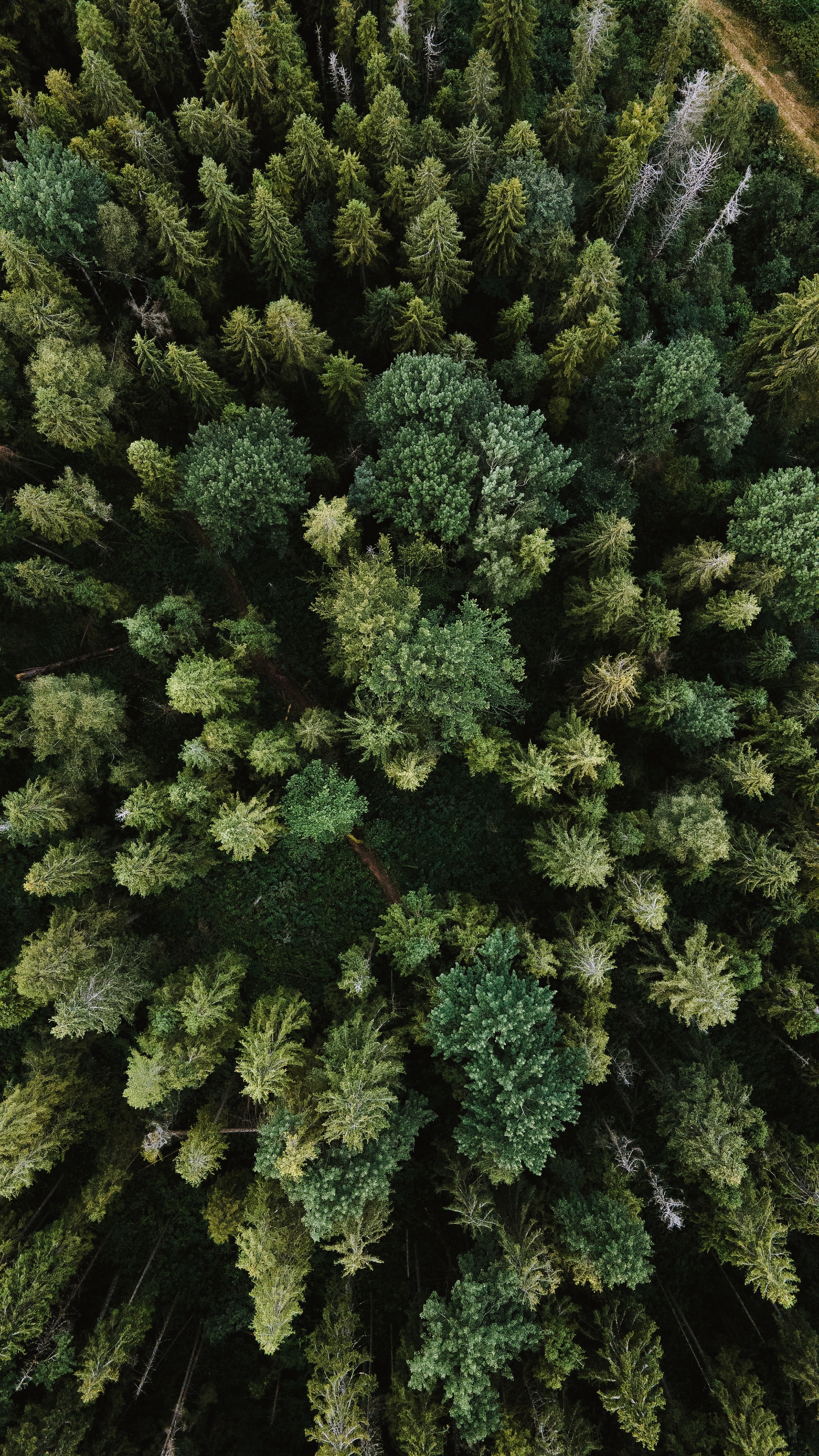 forest top view