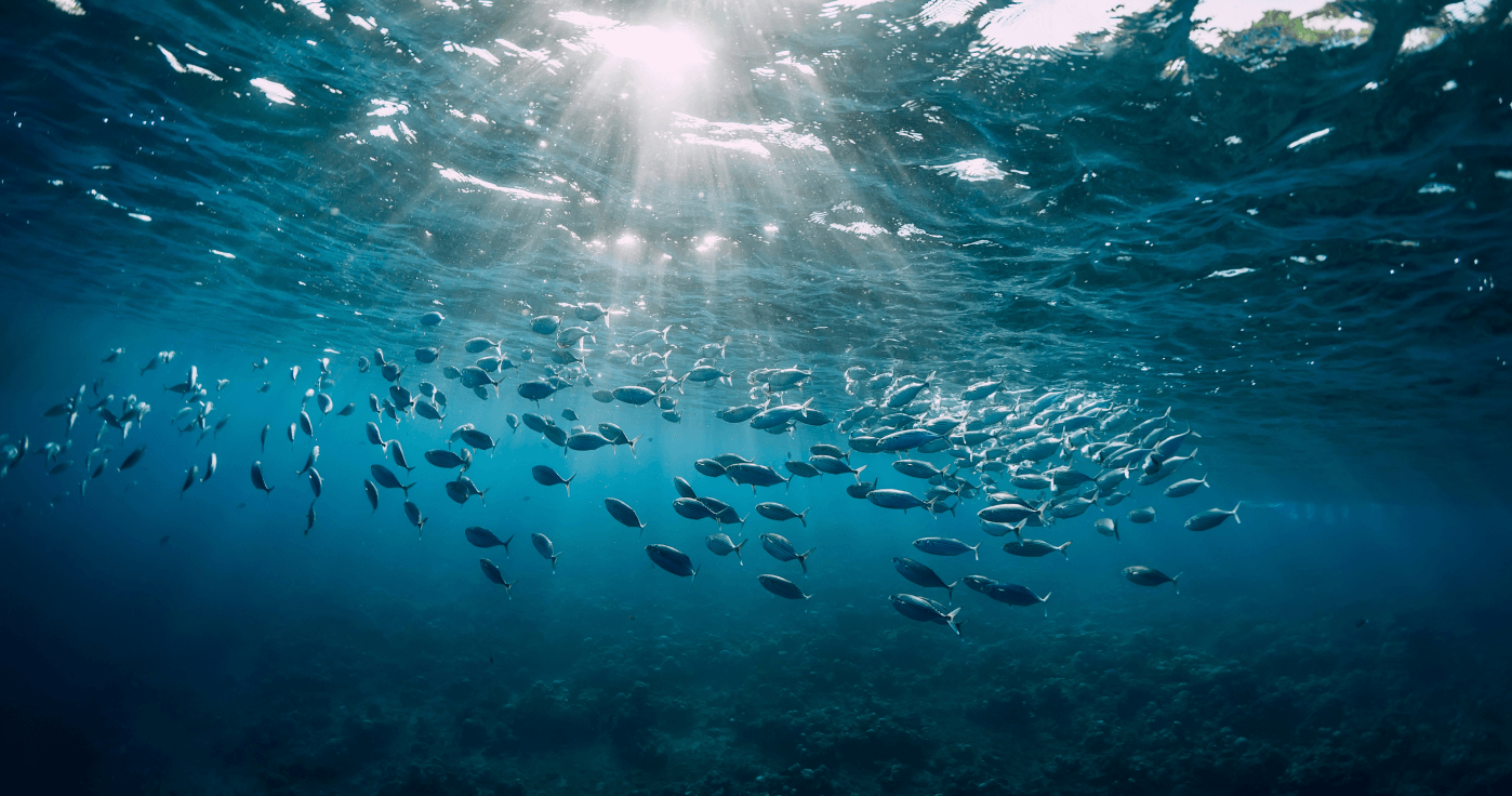 oceanic underwater photograph