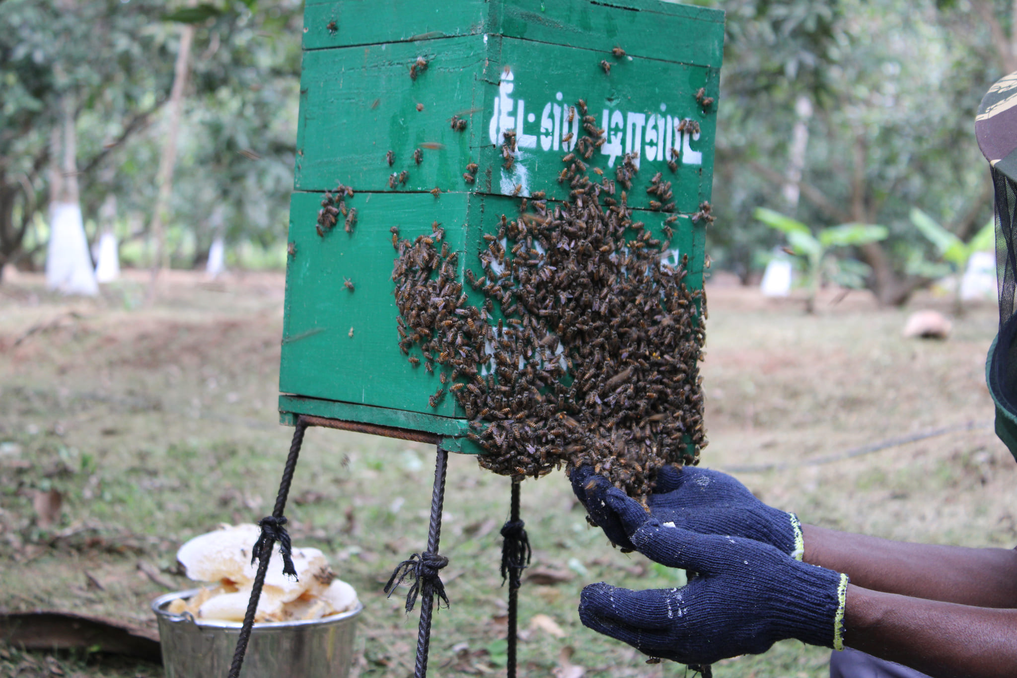 bee box