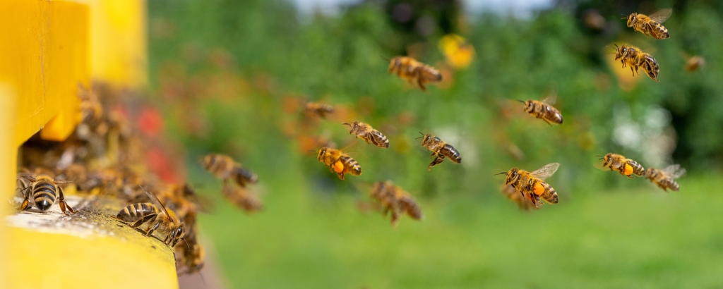 bees